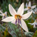 Zahnlilie 'D.C. Snowflake' - 25 Stück