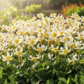Zahnlilie 'White Beauty' - 25 Stück