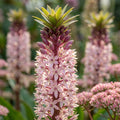 Schopflilie 'Comosa' - 3 Stück - LumiBlumi