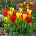 Tulpe 'Kaufmannia Mischung' - 25 Stück - LumiBlumi