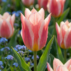 Tulpe 'Quebec' - 25 Stück - LumiBlumi