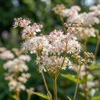 Mädesüss 'Palmata' - 5 Stück - LumiBlumi