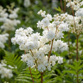 Mädesüss 'Ulmaria Plena' - 5 Stück - LumiBlumi