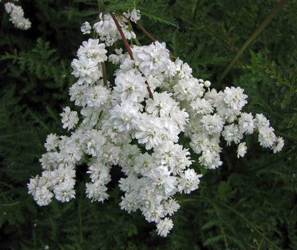 Filipendula 'Ulmaria Plena' - Mädesüss