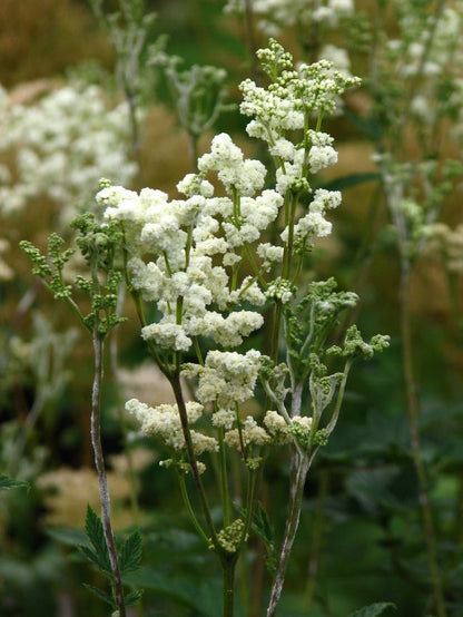 Stauden Filipendula ulmaria plena