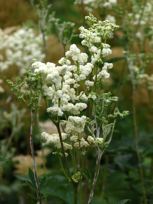 Stauden Filipendula ulmaria plena