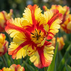 Tulpe 'Flaming Parrot' - 25 Stück