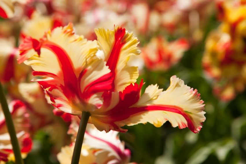 Tulpe 'Flaming Parrot' - 25 Stück