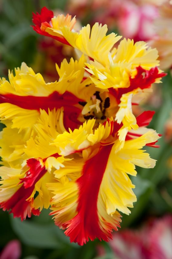 Tulpe 'Flaming Parrot' - 25 Stück