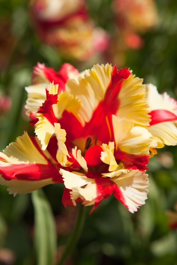 Tulpe 'Flaming Parrot' - 25 Stück