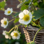 Erdbeere 'Elsanta' - 6 Stück - LumiBlumi