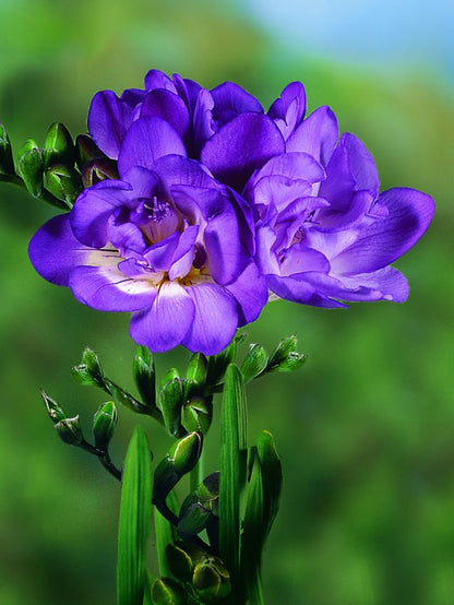 Freesien Freesia doppelt blau