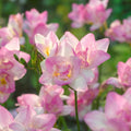 Freesie 'Doppelt Rosa' - 25 Stück - LumiBlumi