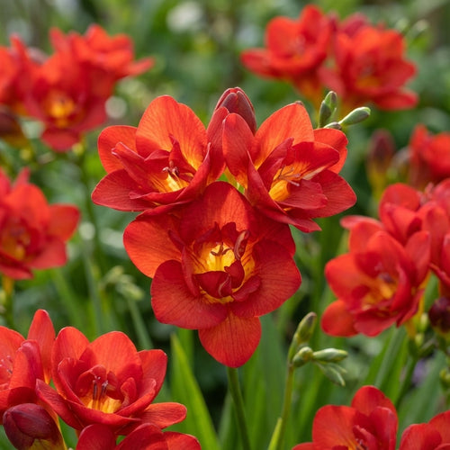 Freesie 'Doppelt Rot' - 25 Stück - LumiBlumi