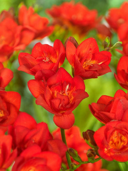 Freesien Freesia doppelt rot