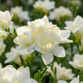 Freesie 'Doppelt Weiss' - 25 Stück - LumiBlumi