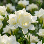 Freesie 'Doppelt Weiss' - 25 Stück - LumiBlumi
