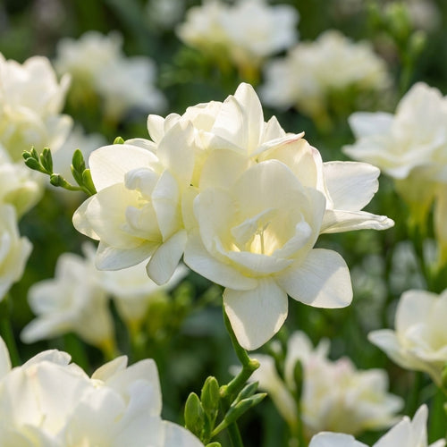 Freesie 'Doppelt Weiss' - 25 Stück - LumiBlumi