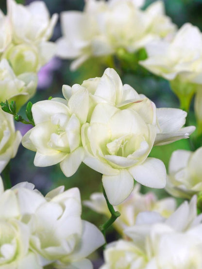 Freesien Freesia doppelt weiss