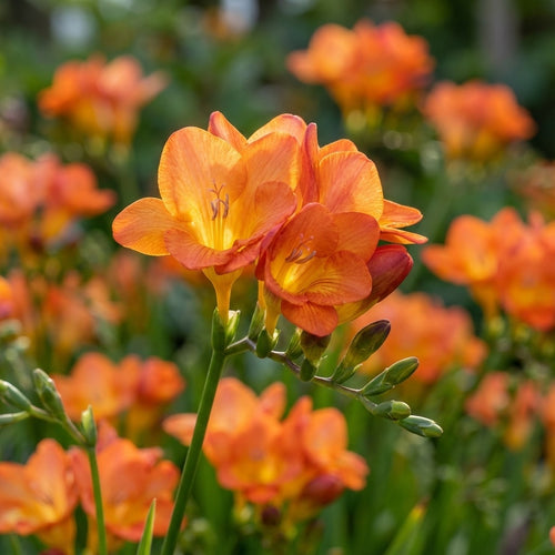 Freesie 'Orange Einfach' - 100 Stück - LumiBlumi