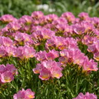 Freesie 'Rosa Einfach' - 25 Stück - LumiBlumi