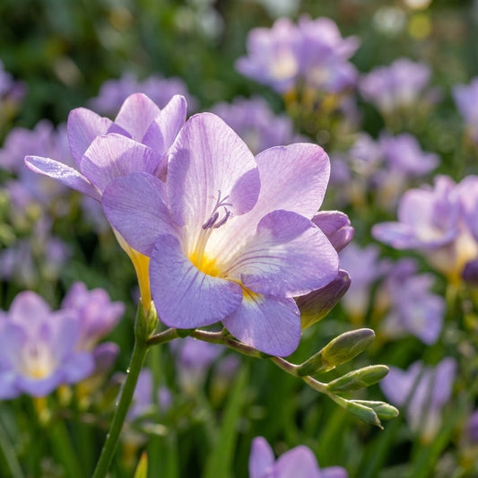 Freesie 'Blue Single' - 50 Stück