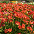 Freesie 'Red Single' - 50 Stück - LumiBlumi