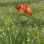 Freesie 'Red Single' - 50 Stück - LumiBlumi