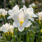 Freesie 'White Single' - 25 Stück - LumiBlumi