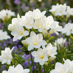 Freesie 'White Single' - 25 Stück - LumiBlumi