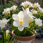 Freesie 'White Single' - 25 Stück - LumiBlumi