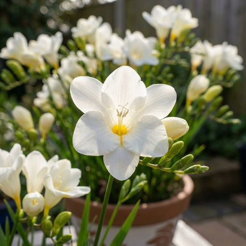 Freesie 'White Single' - 25 Stück - LumiBlumi