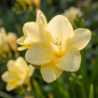 Freesie 'Yellow Single' - 50 Stück - LumiBlumi
