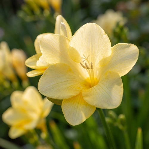 Freesie 'Yellow Single' - 50 Stück - LumiBlumi