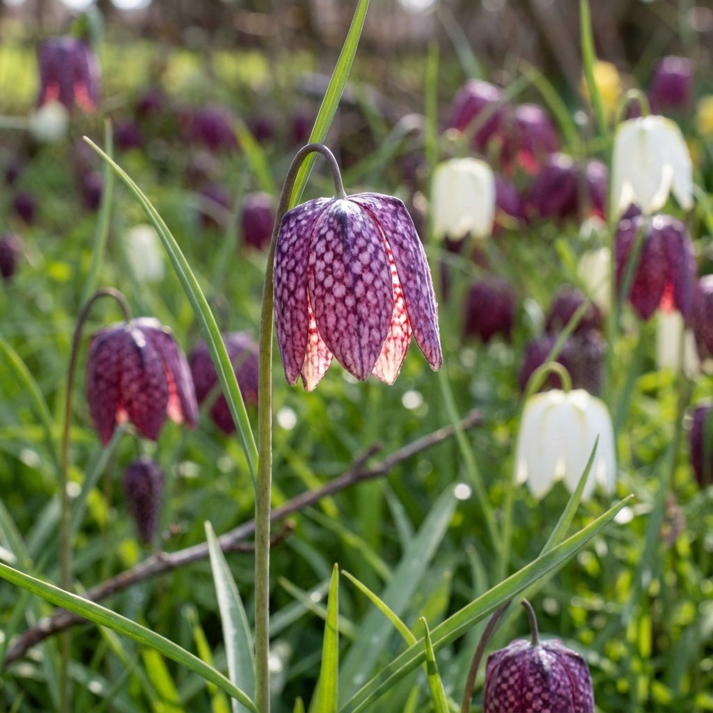 Fritillaria 'Meleagris Mischung' - 75 Stück