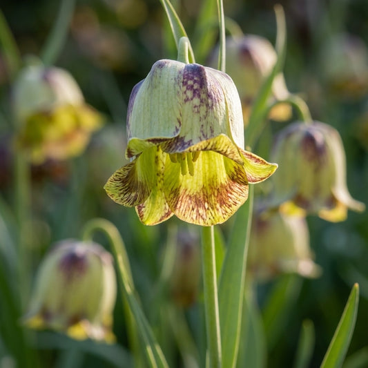 Fritillaria 'Acmopetala' - 25 Stück