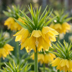 Fritillaria 'Lutea Imperialis' - 6 Stück