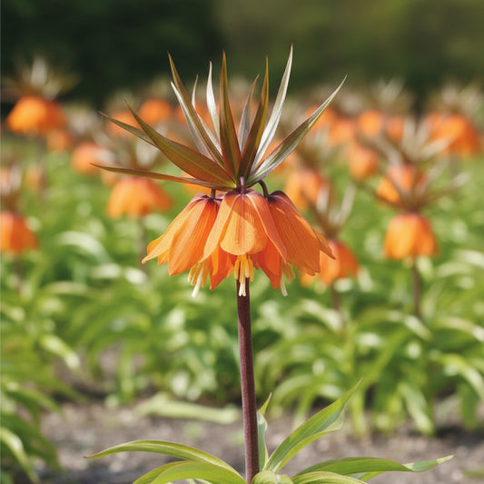 Fritillaria 'Sunset Imperialis' - 5 Stück