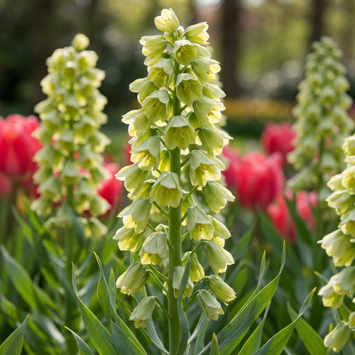 Fritillaria 'Ivory Bells Persica' - 2 Stück - LumiBlumi