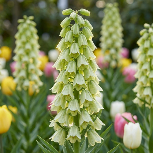 Fritillaria 'Ivory Bells Persica' - 2 Stück - LumiBlumi