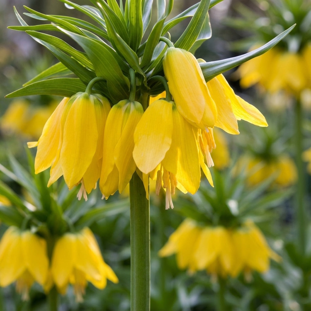 Fritillaria 'Lutea Imperialis' - 6 Stück