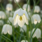 Fritillaria 'Meleagris Alba' - 60 Stück