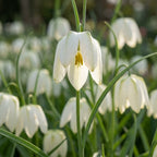 Fritillaria 'Meleagris Alba' - 60 Stück