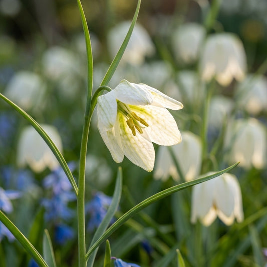 Fritillaria 'Meleagris Alba' - 60 Stück