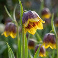 Fritillaria 'Michailovskyi' - 20 Stück