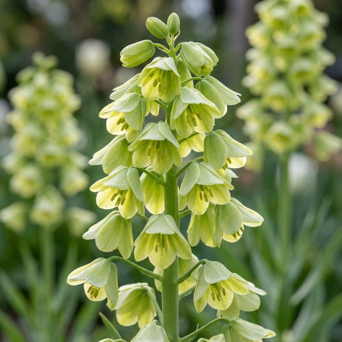 Fritillaria 'Persica Alba' - 5 Stück - LumiBlumi
