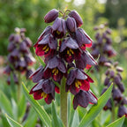 Fritillaria 'Purple dynamite persica' - 5 Stück