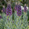 Fritillaria 'Twin Towers Tribute'