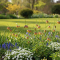 Fritillaria 'Uva Vulpis' - 100 Stück