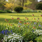 Fritillaria 'Uva Vulpis' - 100 Stück
